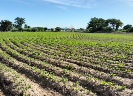 Campo tamaulipeco pierde terreno frente a Texas