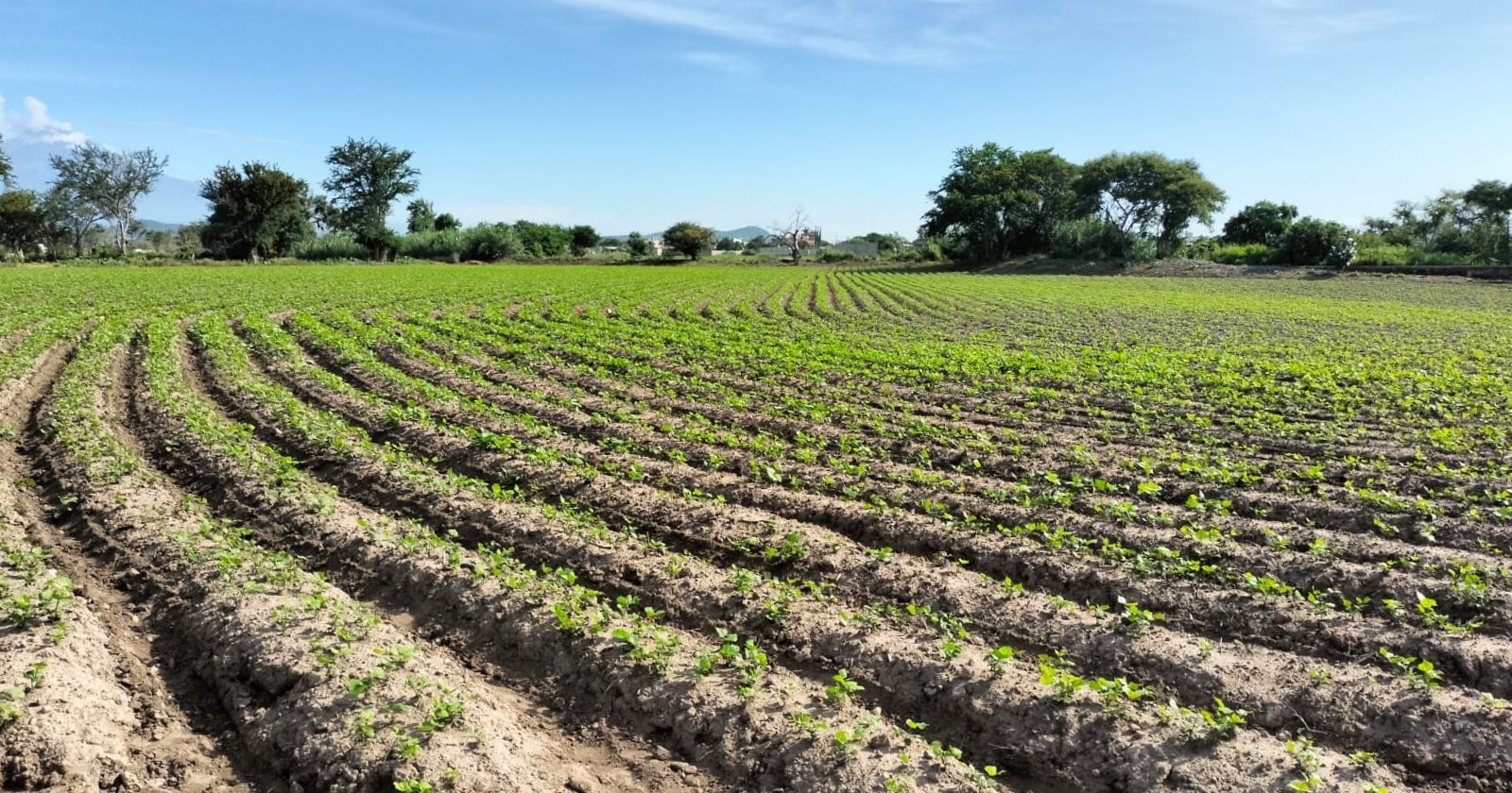 Campo tamaulipeco pierde terreno frente a Texas