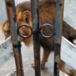 Localizan a león en Matamoros rumbo a Playa Bagdad