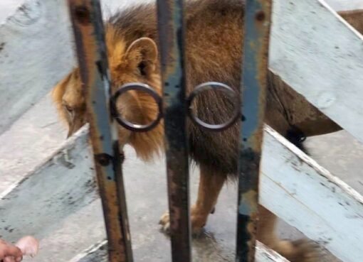 Localizan a león en Matamoros rumbo a Playa Bagdad