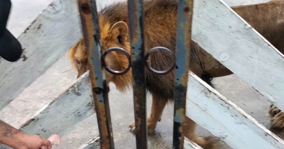 Localizan a león en Matamoros rumbo a Playa Bagdad