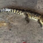 Muere cocodrilo tras ser atropellado en bulevar de Tampico