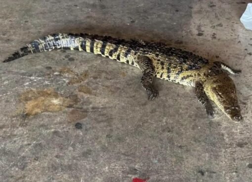 Muere cocodrilo tras ser atropellado en bulevar de Tampico