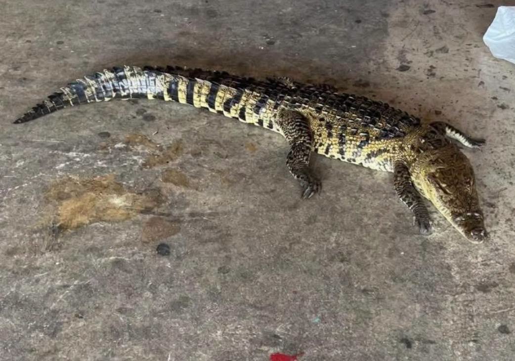 Muere cocodrilo tras ser atropellado en bulevar de Tampico